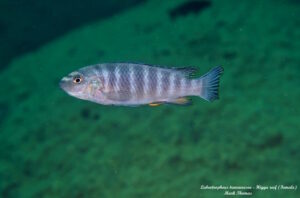 Labeotropheus trewavasae 'Higga Reef'
